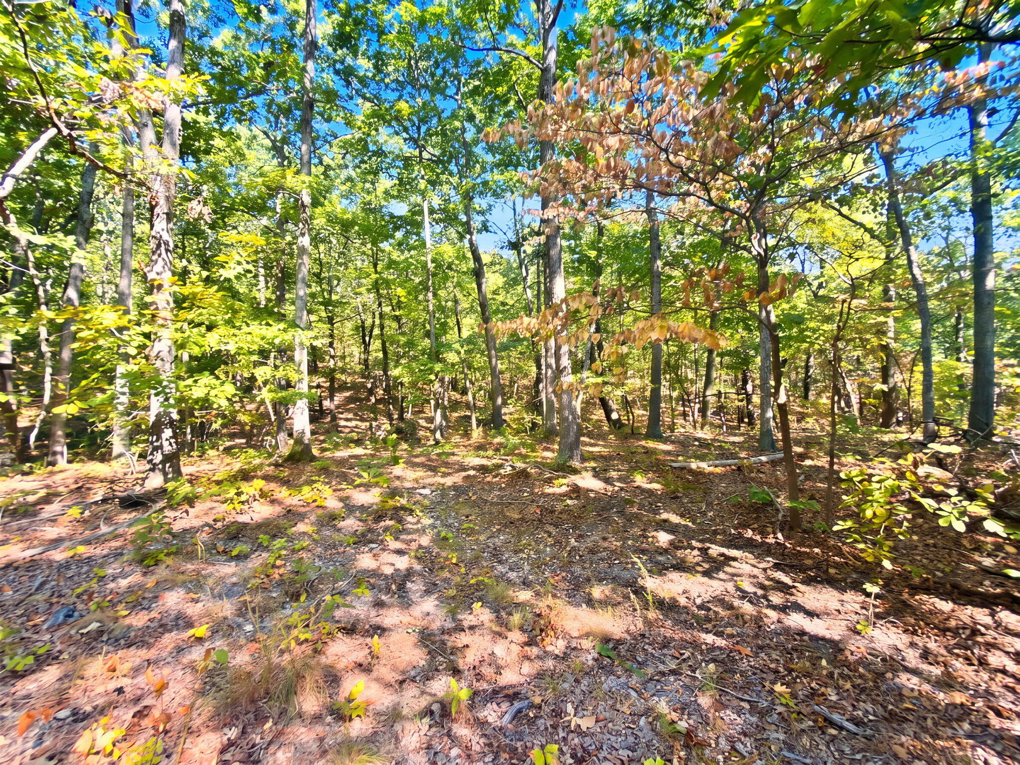 3723 Weaver Road Grovespring, MO 65662 - Photo 23 of 79 India Visser 3723 Weaver (27)