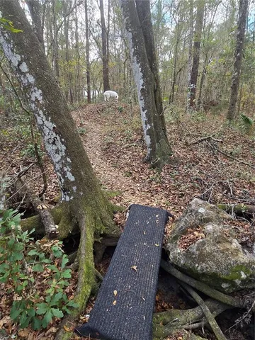 a view of a forest filled with trees