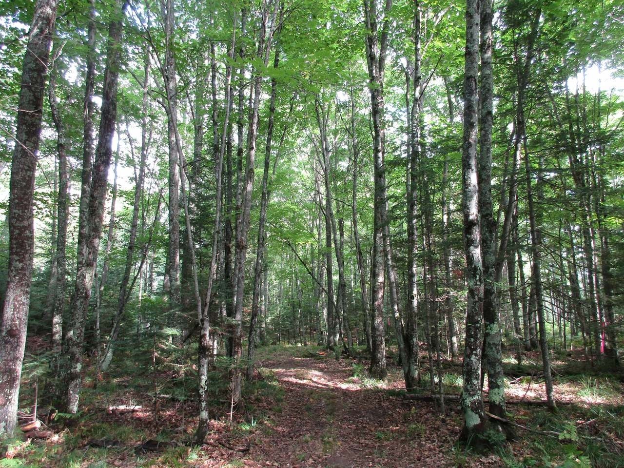 On Garrett's Trail, Unit LOT 1 Rhinelander, WI 54501 - Photo 4 of 14 Gallery Image 4