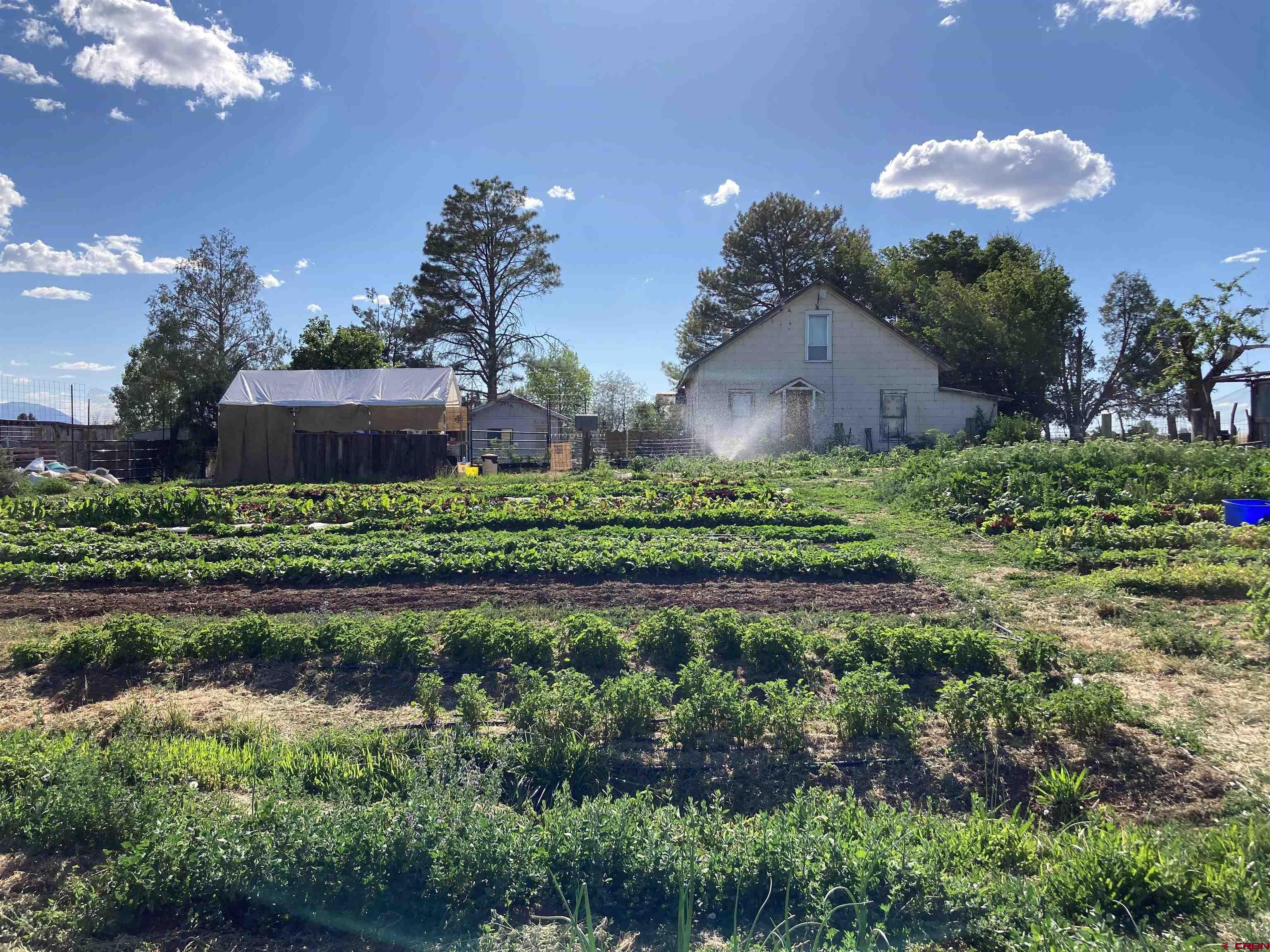 a picture of a houses with a yard and plants