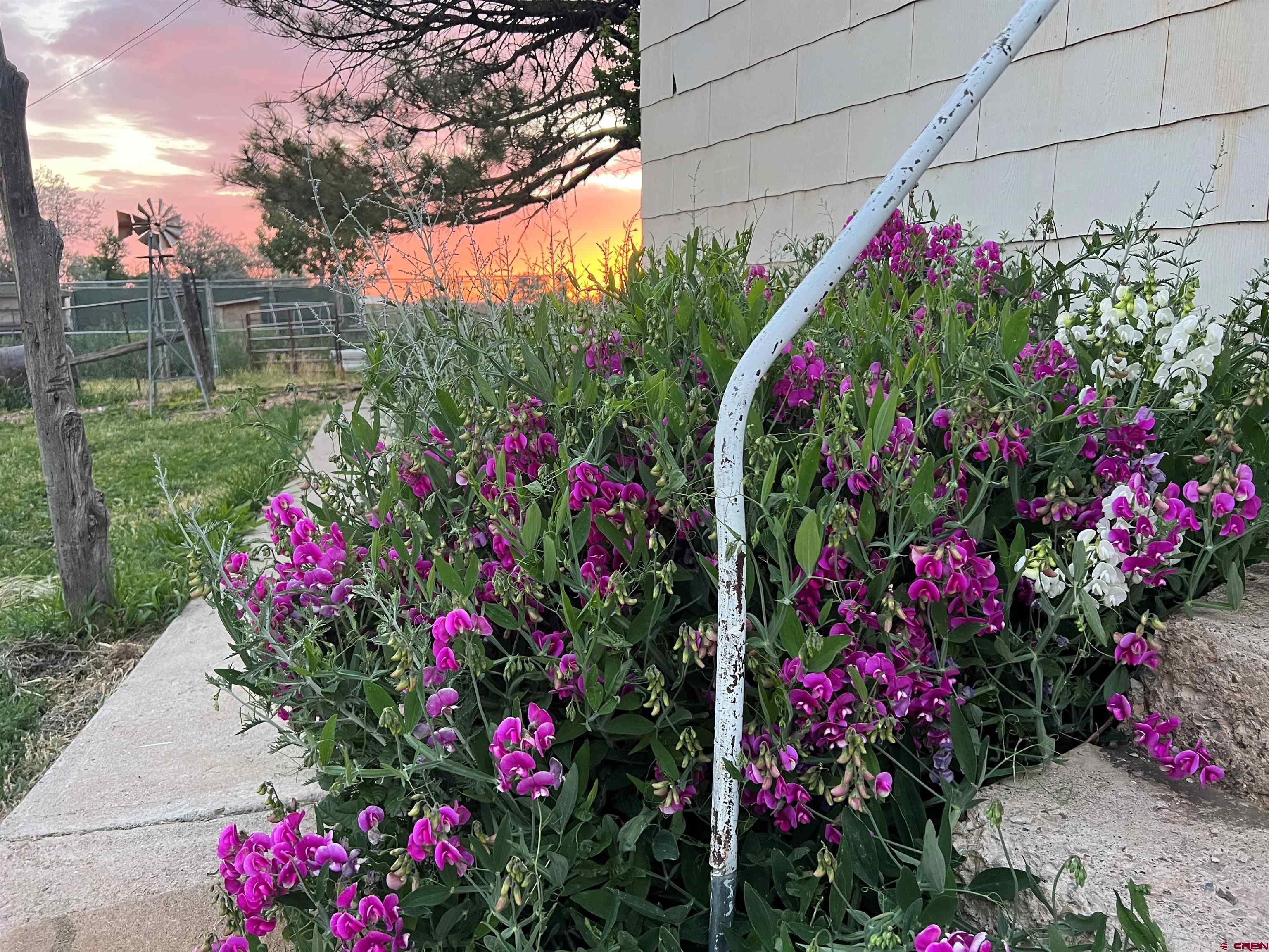 12363 Road 25 Cortez, CO 81321 - Photo 17 of 26 a view of a flower in a garden