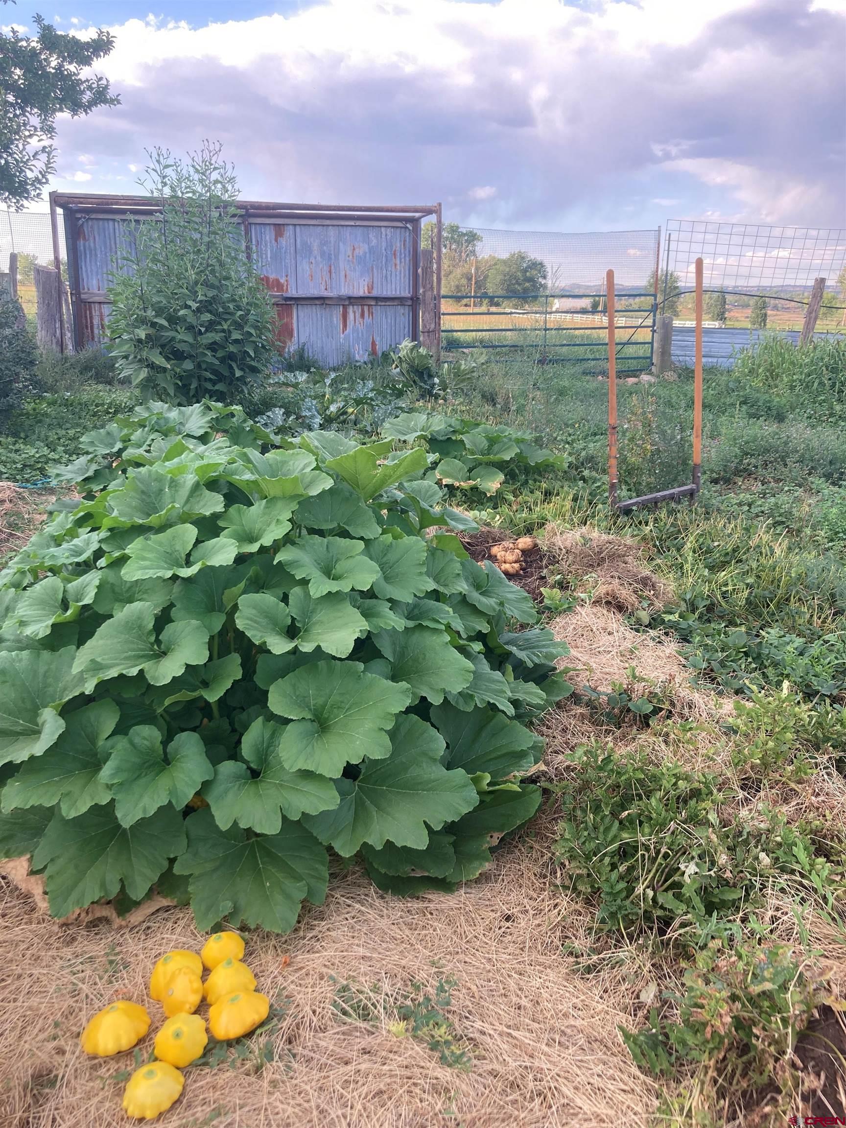 12363 Road 25 Cortez, CO 81321 - Photo 18 of 26 a view of a yard