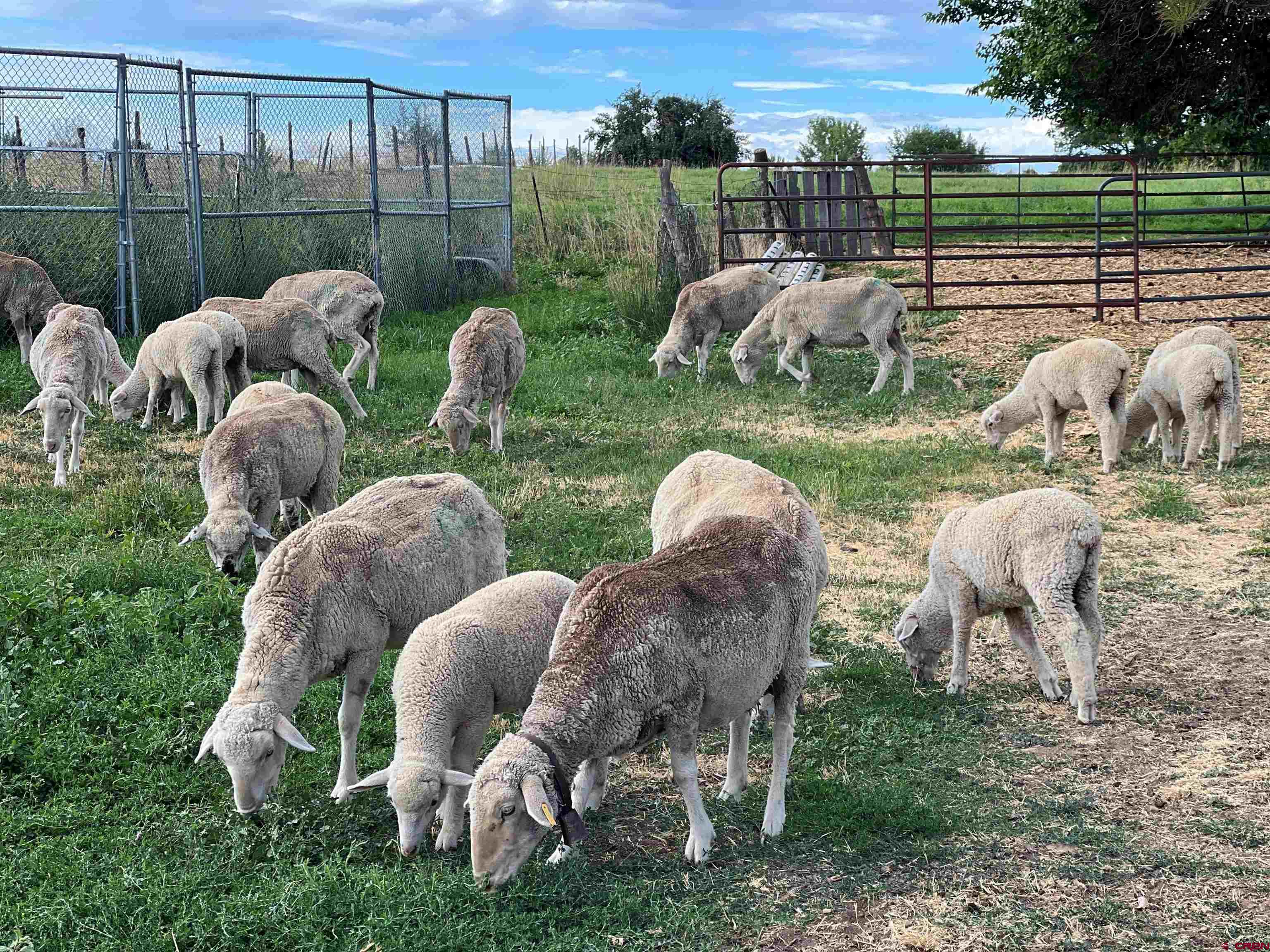 12363 Road 25 Cortez, CO 81321 - Photo 24 of 26 a view of a backyard and swimming pool