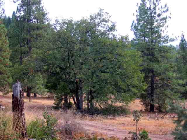 0 Ney Springs Road Mount Shasta, CA 96067 - Photo 7 of 9 Gallery Image 7