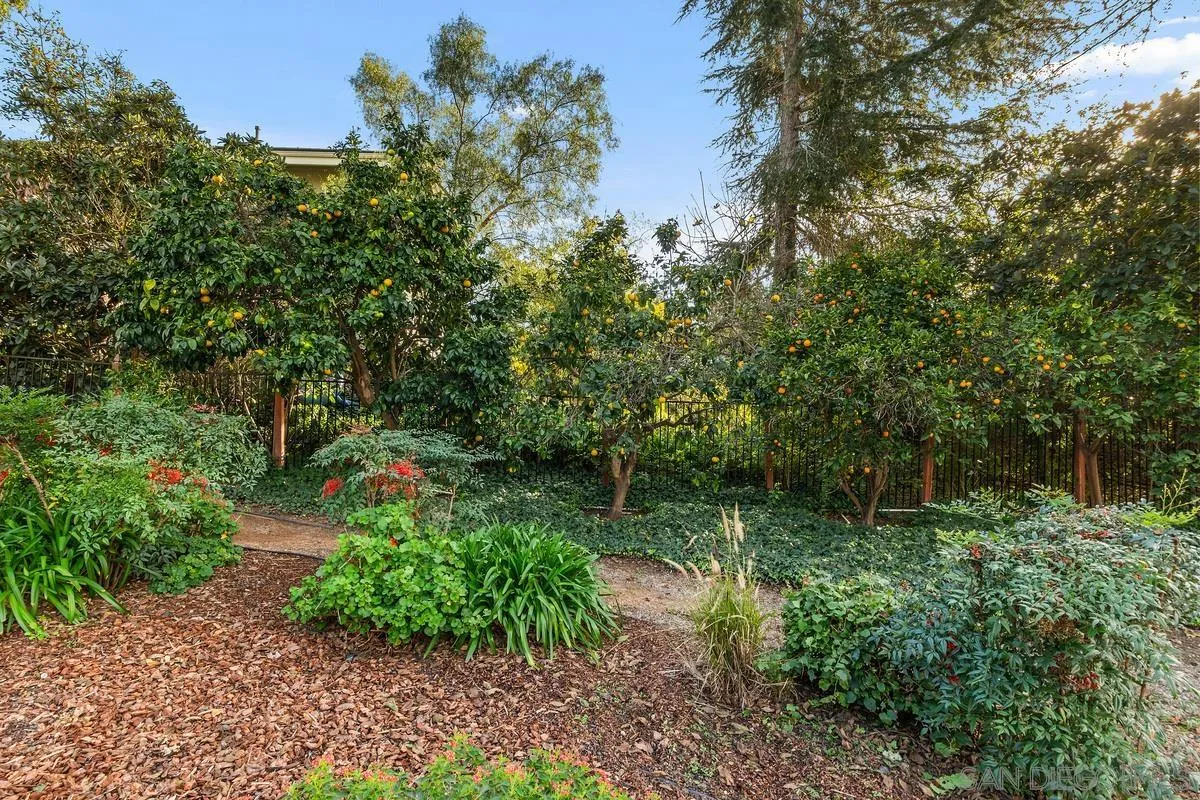 15918 Lime Grove Road Poway, CA 92064 - Photo 42 of 53 a view of backyard with green space