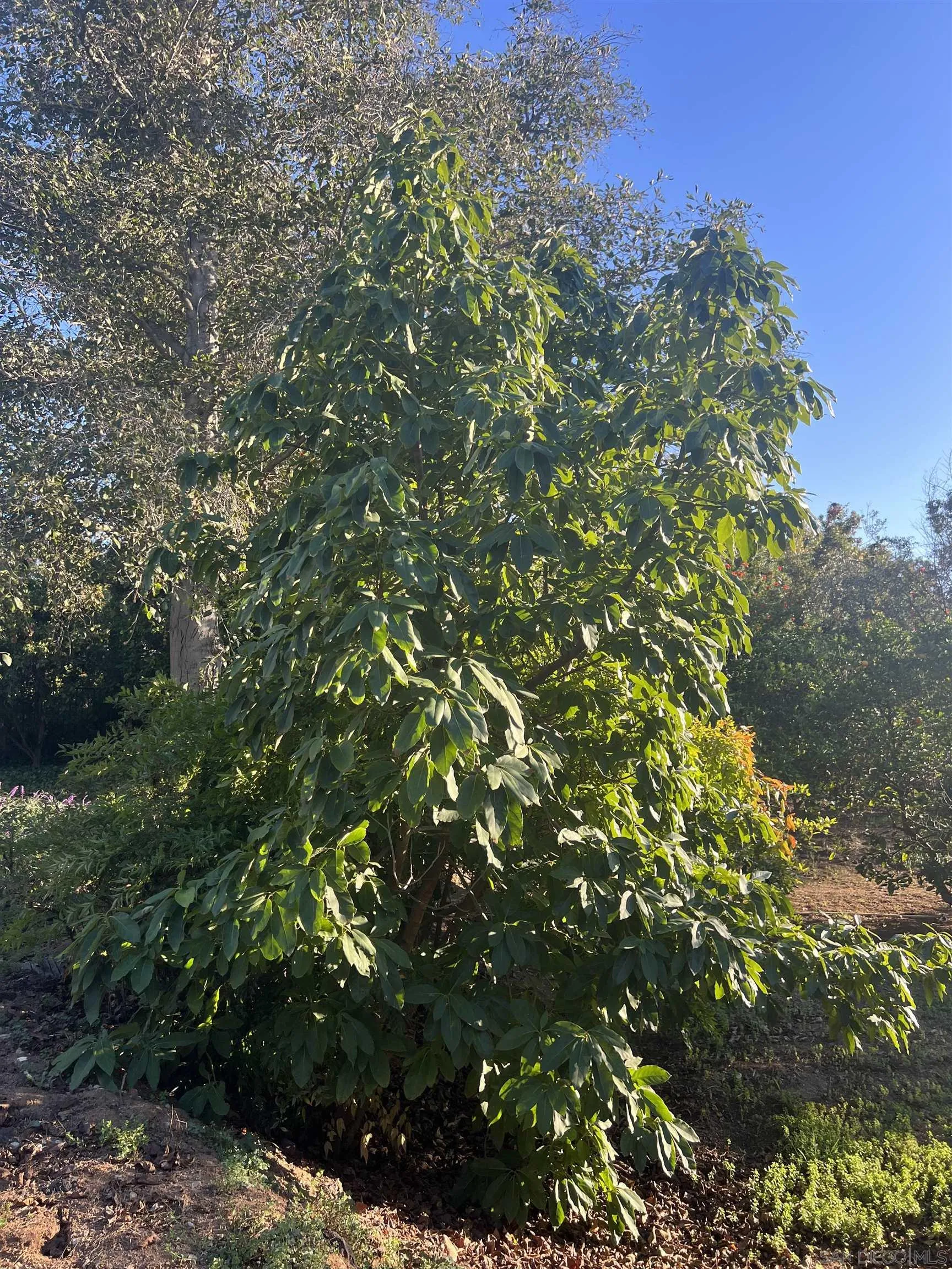 15918 Lime Grove Road Poway, CA 92064 - Photo 50 of 53