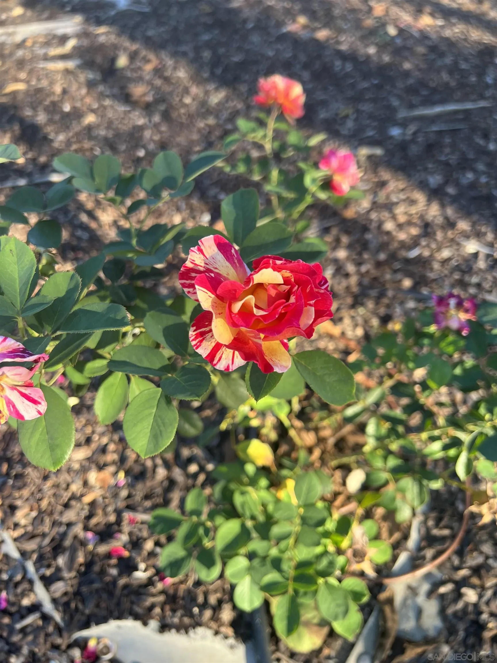 15918 Lime Grove Road Poway, CA 92064 - Photo 52 of 53 a view of a flower