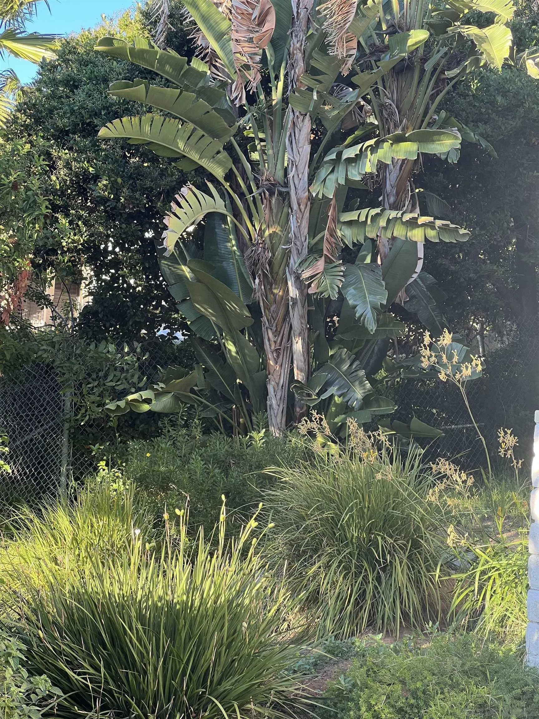 15918 Lime Grove Road Poway, CA 92064 - Photo 53 of 53 a backyard of a house