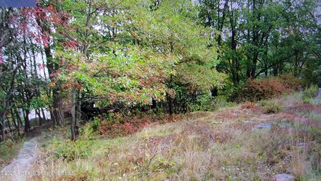 a view of a lush green forest