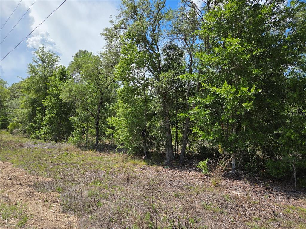 0 Northeast 73rd Lane Bronson, FL 32621 - Photo 4 of 8