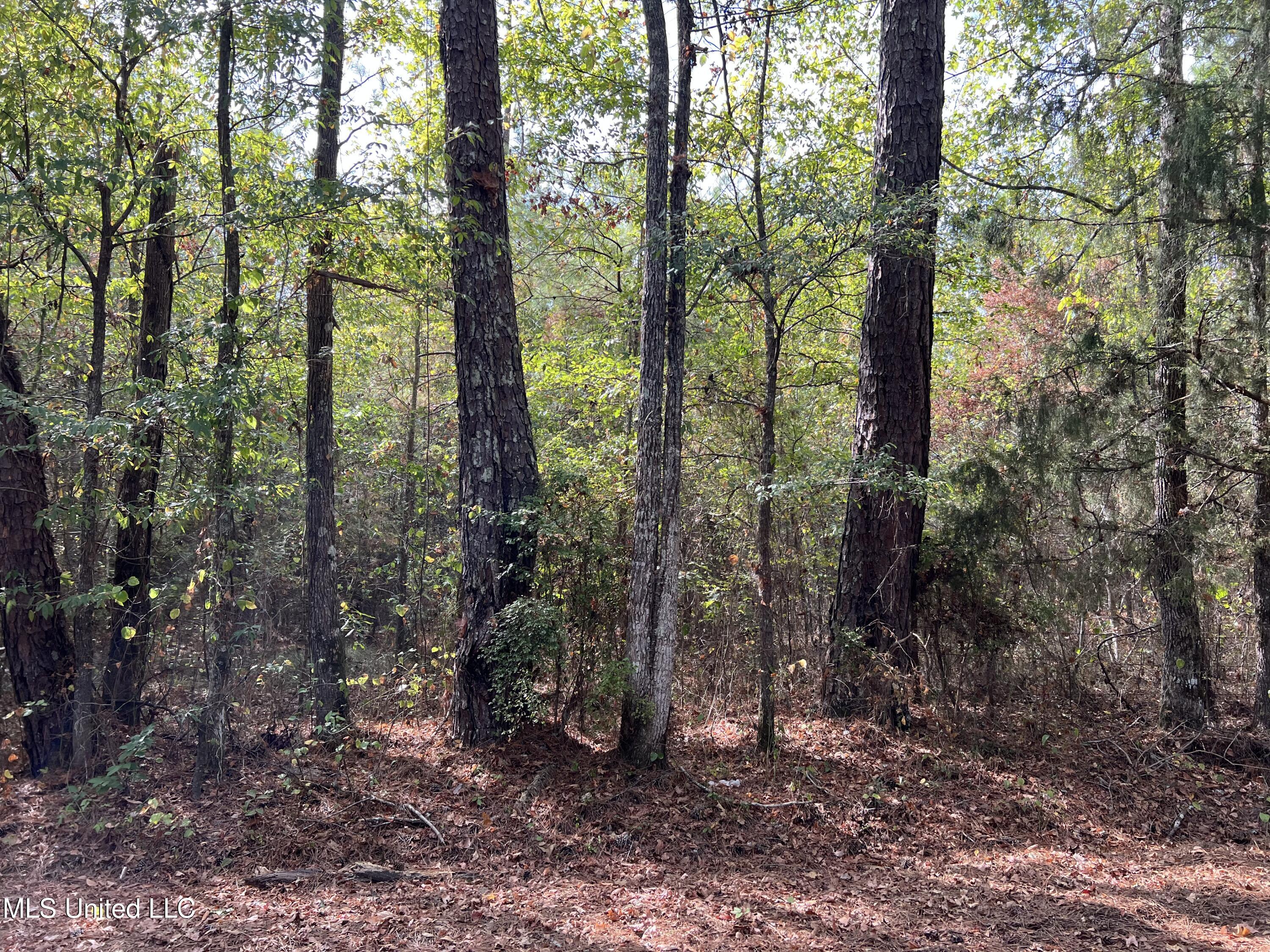 135 Scr Morton, MS 39117 - Photo 12 of 28 IMG_0002