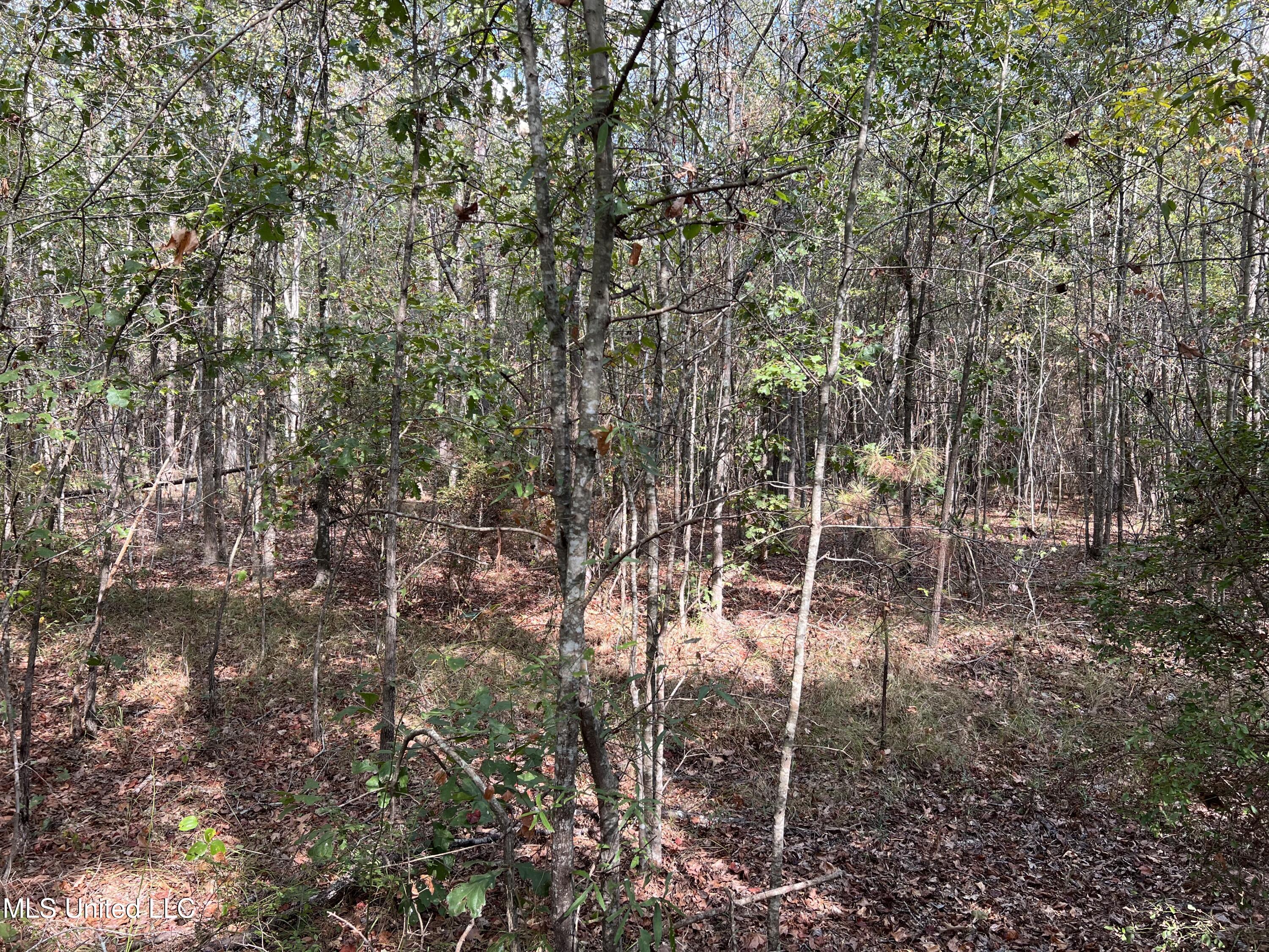 135 Scr Morton, MS 39117 - Photo 13 of 28 IMG_0005