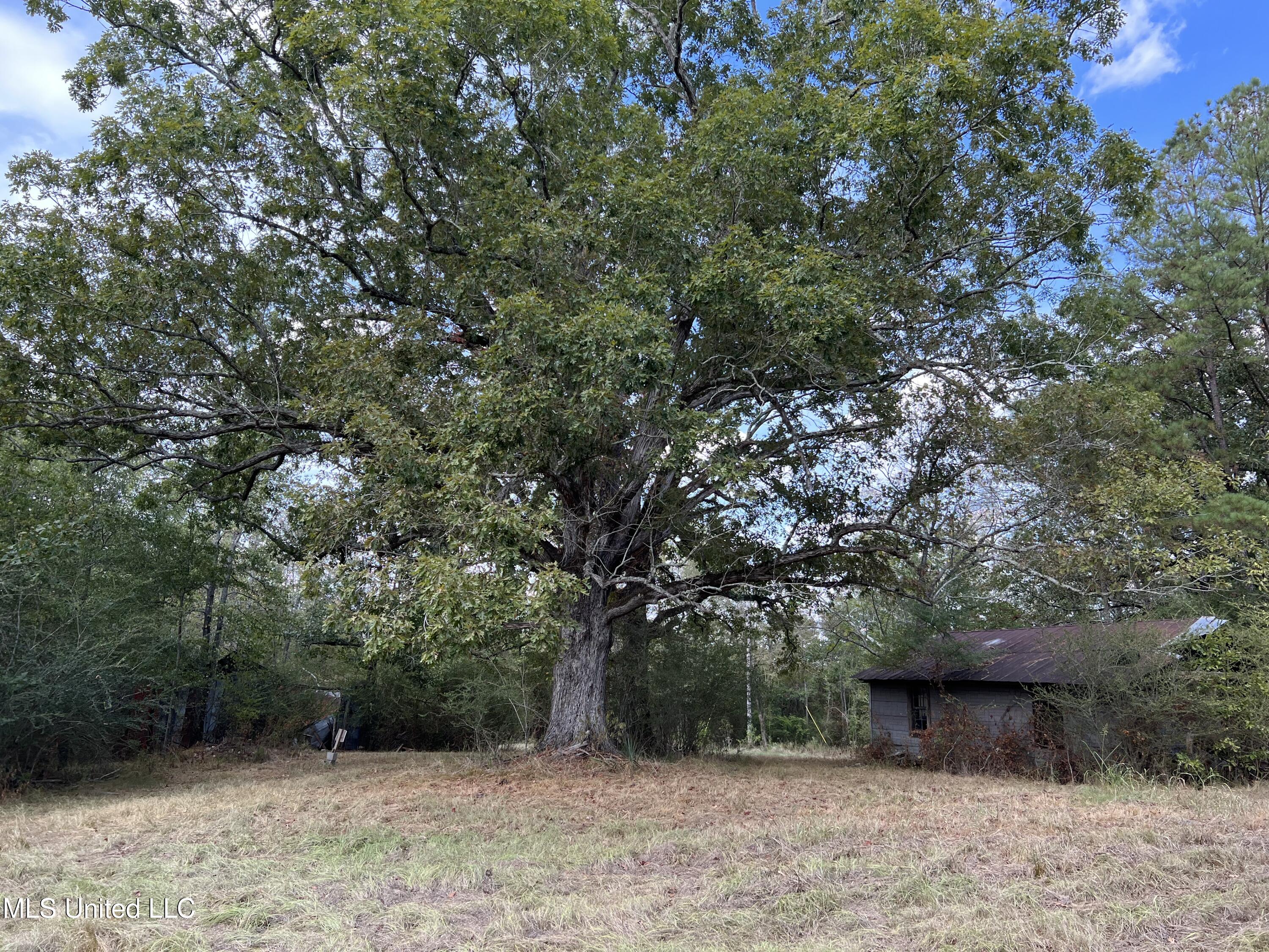 135 Scr Morton, MS 39117 - Photo 5 of 28 IMG_9990
