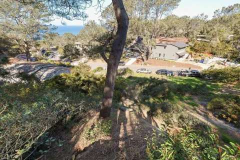 a view of lush green forest with lots of trees