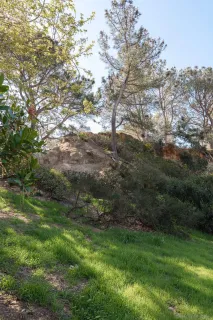 a view of a lush green space