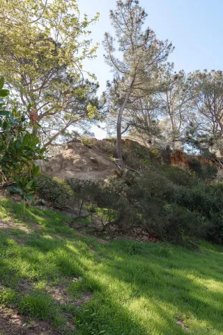 a view of a lush green space