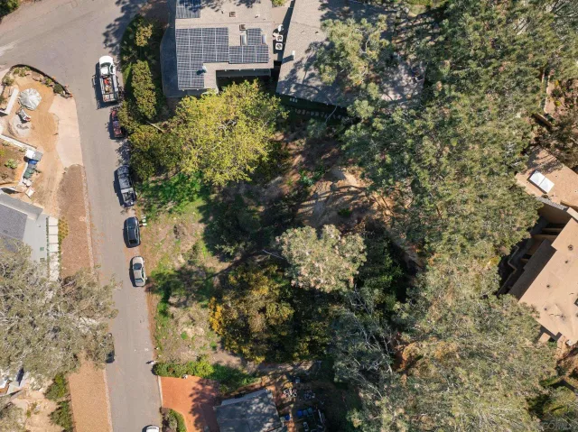 a close up of a tree