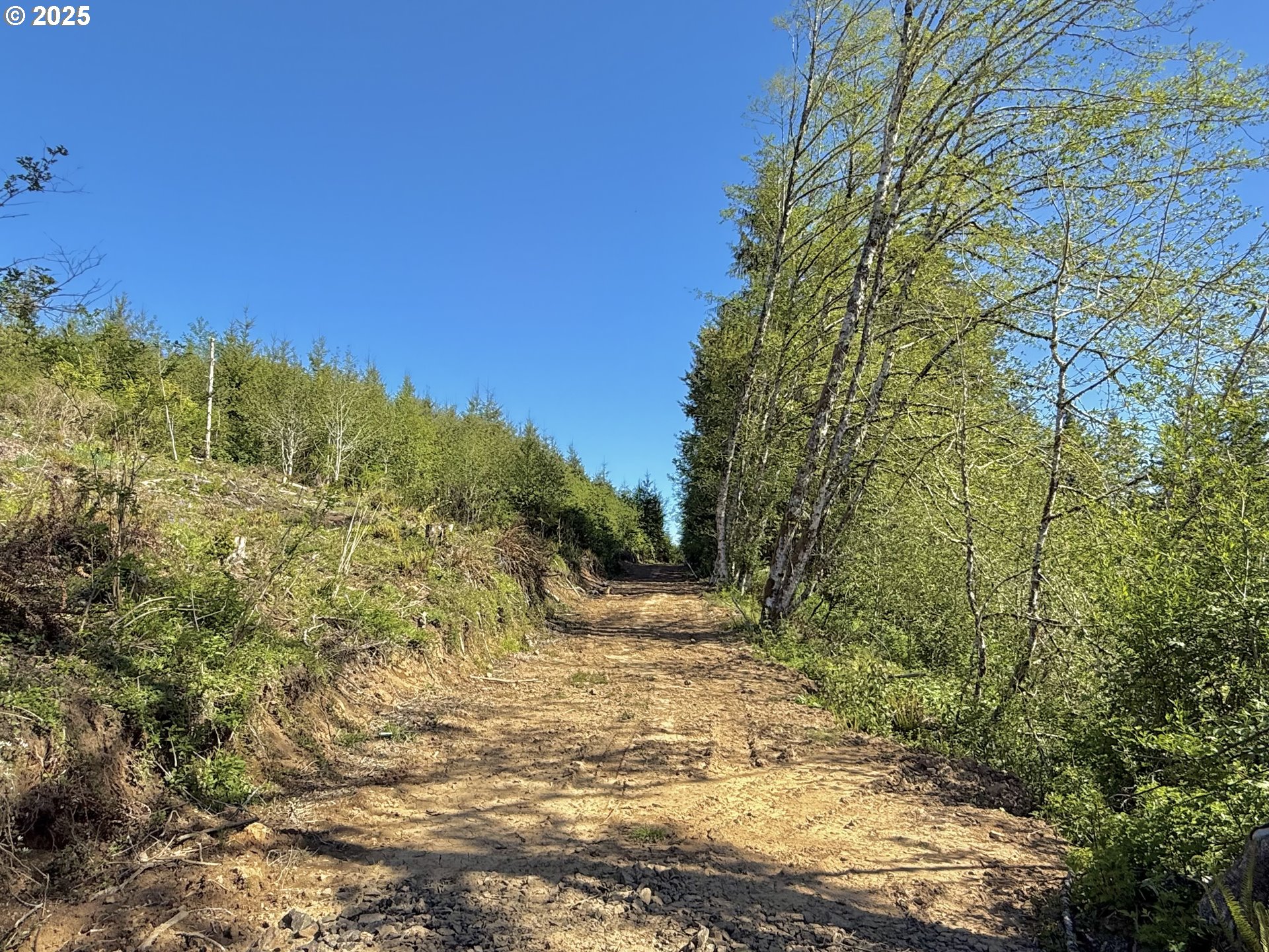 73000 Clatskanie Heights Road Clatskanie, OR 97016 - Photo 11 of 28 a view of a yard with trees