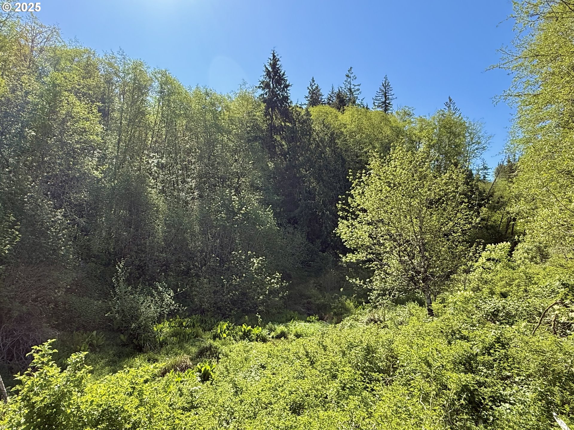 73000 Clatskanie Heights Road Clatskanie, OR 97016 - Photo 13 of 28 a view of a garden