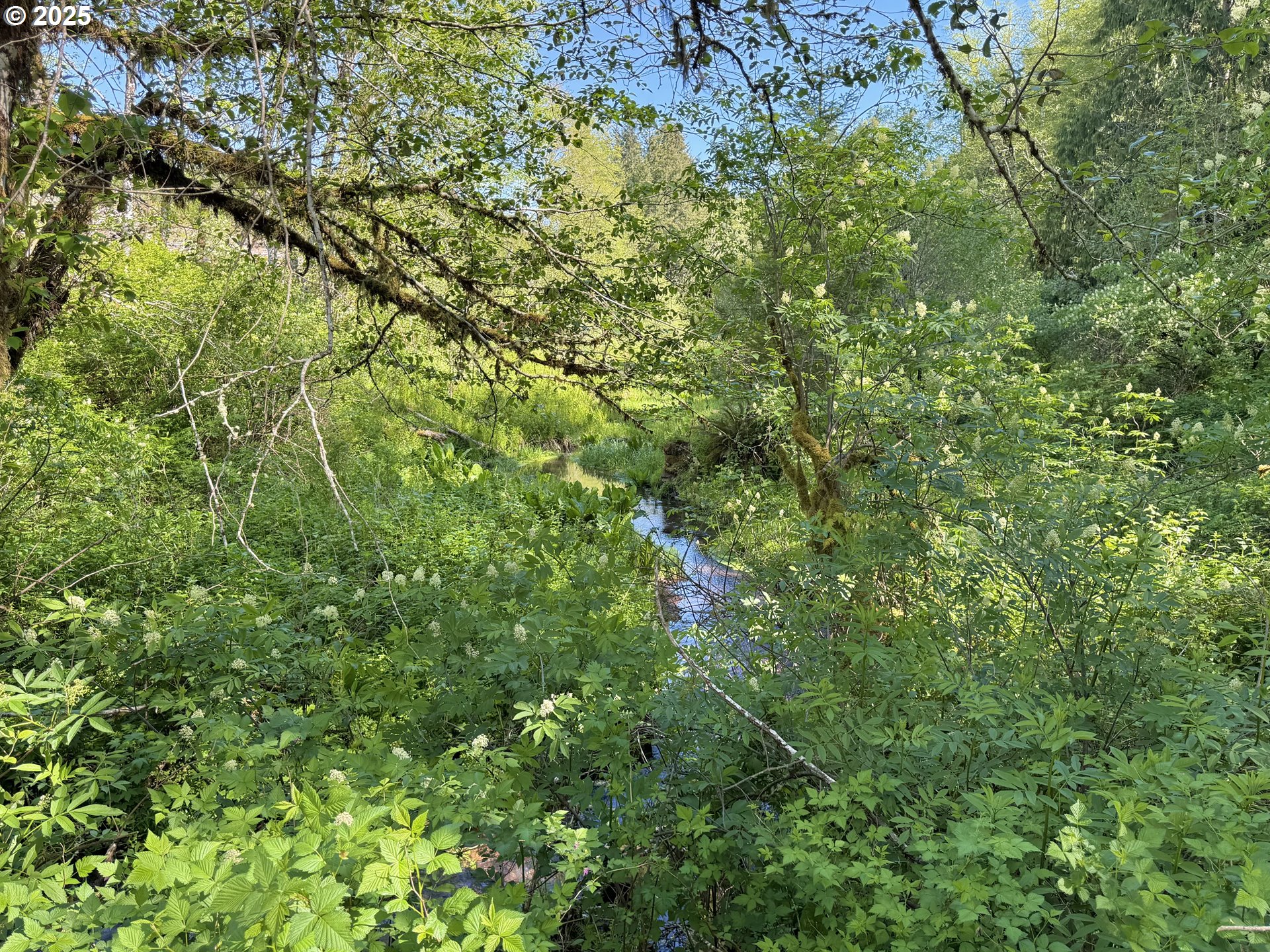73000 Clatskanie Heights Road Clatskanie, OR 97016 - Photo 15 of 28 a view of a lush green forest