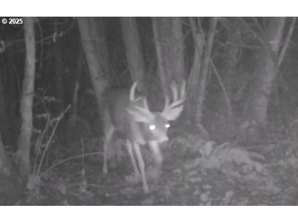 73000 Clatskanie Heights Road Clatskanie, OR 97016 - Photo 17 of 28 a view of a small yard