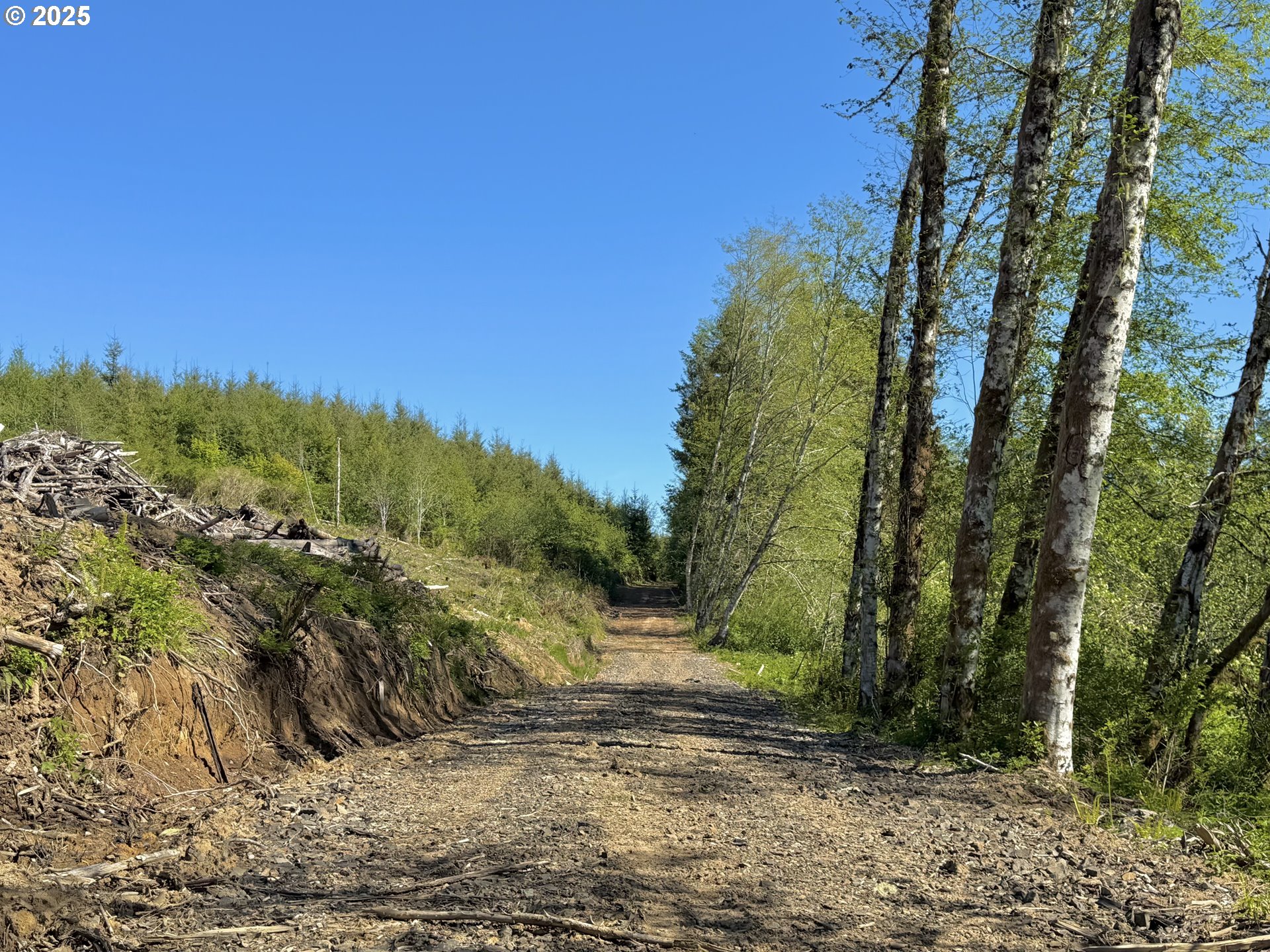 73000 Clatskanie Heights Road Clatskanie, OR 97016 - Photo 2 of 28 a view of a yard with a tree