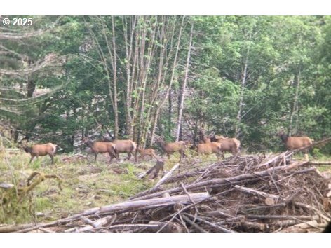 73000 Clatskanie Heights Road Clatskanie, OR 97016 - Photo 3 of 28 a view of a tree with a yard