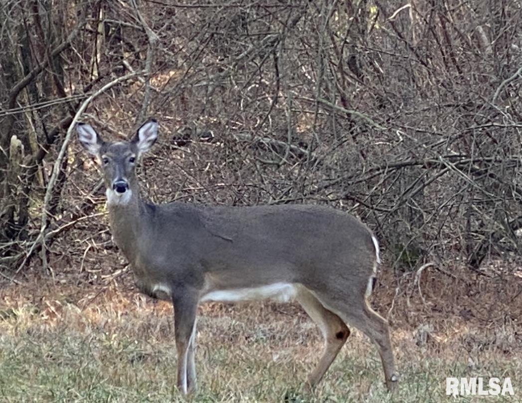 915 Sullivan Road Makanda, IL 62958 - Photo 26 of 27