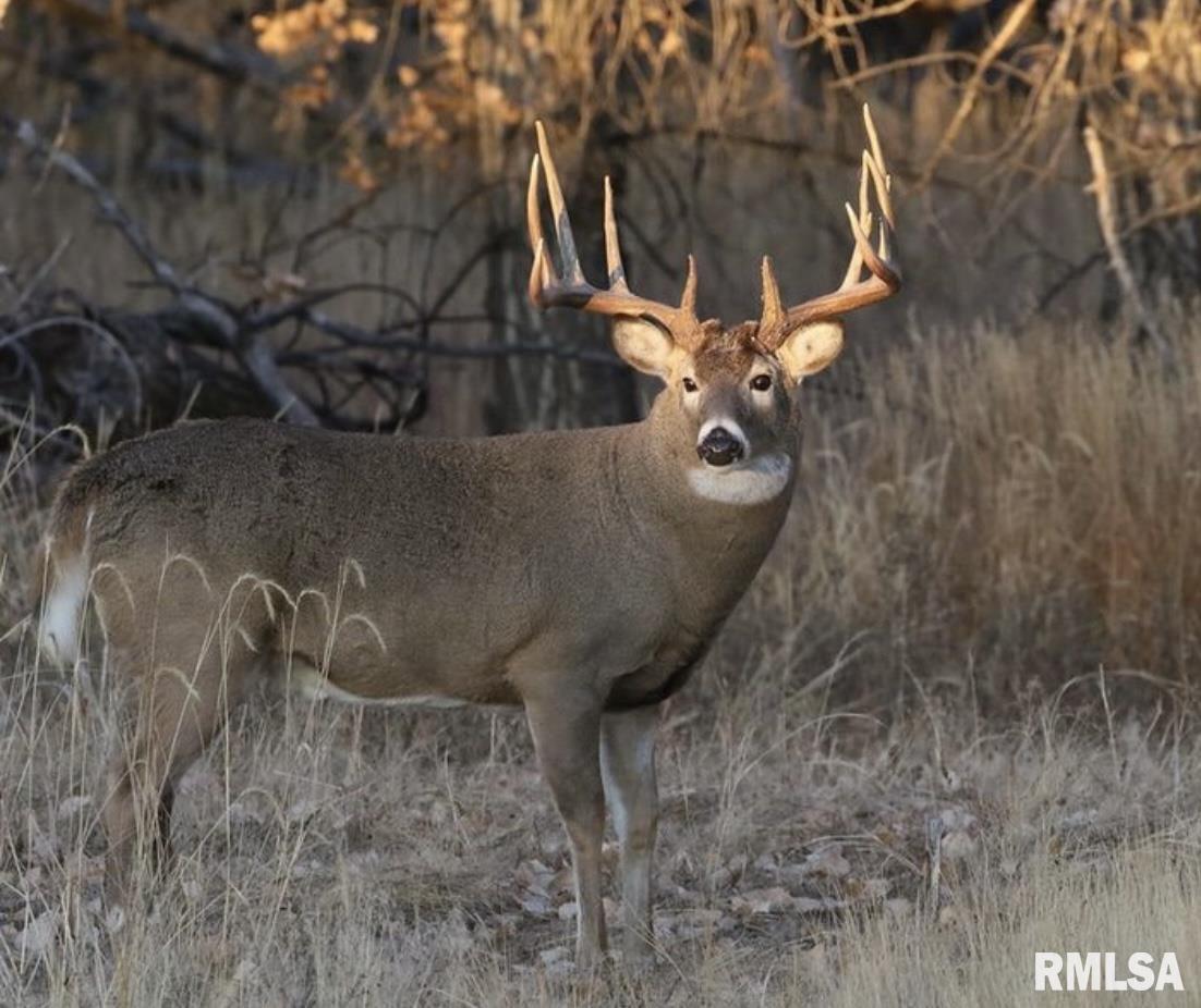 915 Sullivan Road Makanda, IL 62958 - Photo 27 of 27