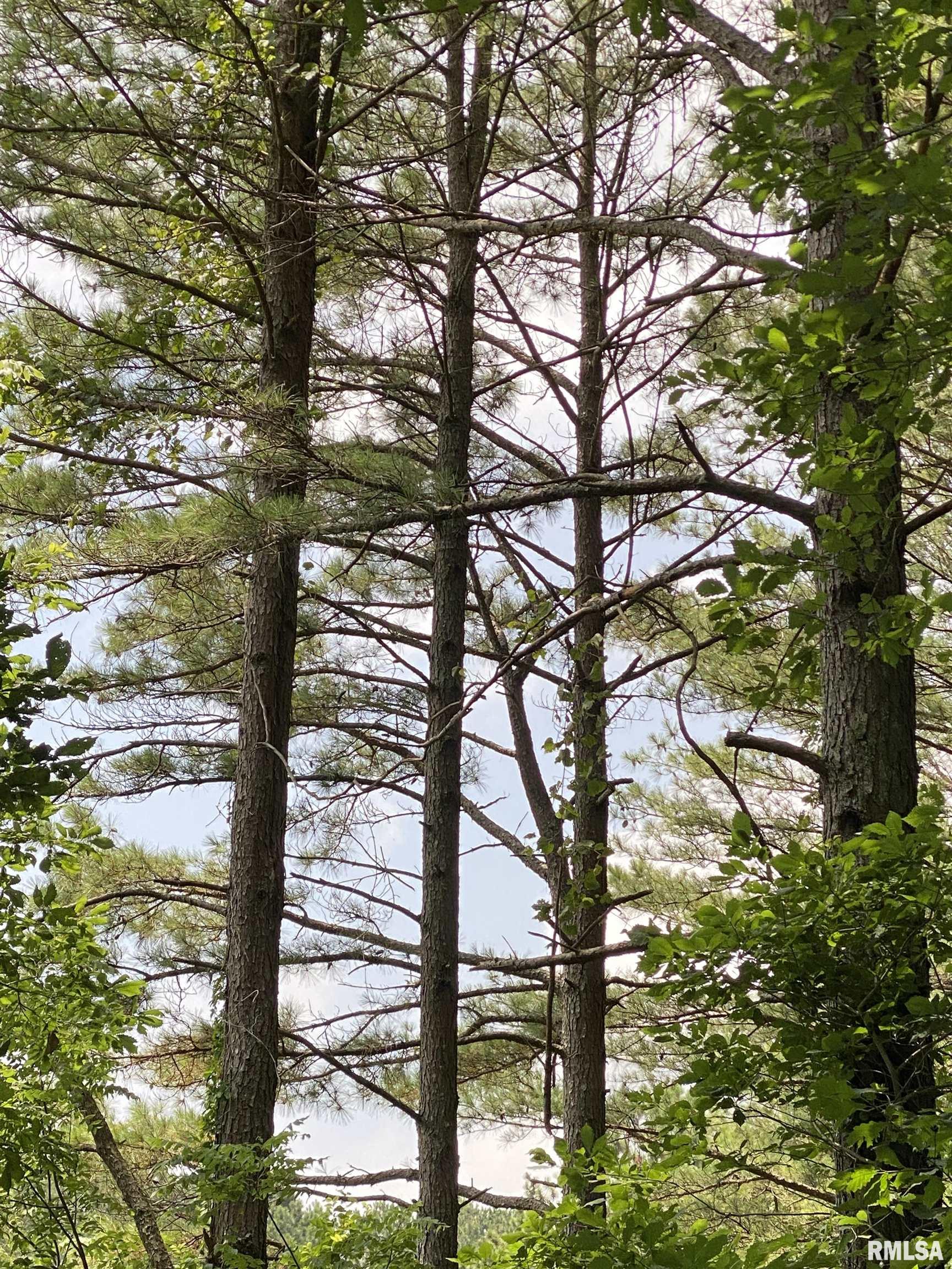 915 Sullivan Road Makanda, IL 62958 - Photo 10 of 27