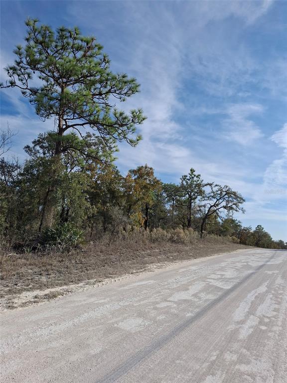 15176 Gonzo Road Weeki Wachee, FL 34614 - Photo 5 of 9 a view of a dry yard with plants and trees
