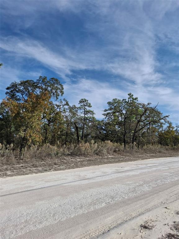 15176 Gonzo Road Weeki Wachee, FL 34614 - Photo 6 of 9 a view of a dry yard with wooden fence