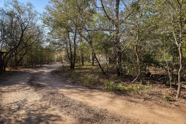 a view of a forest with trees in the background