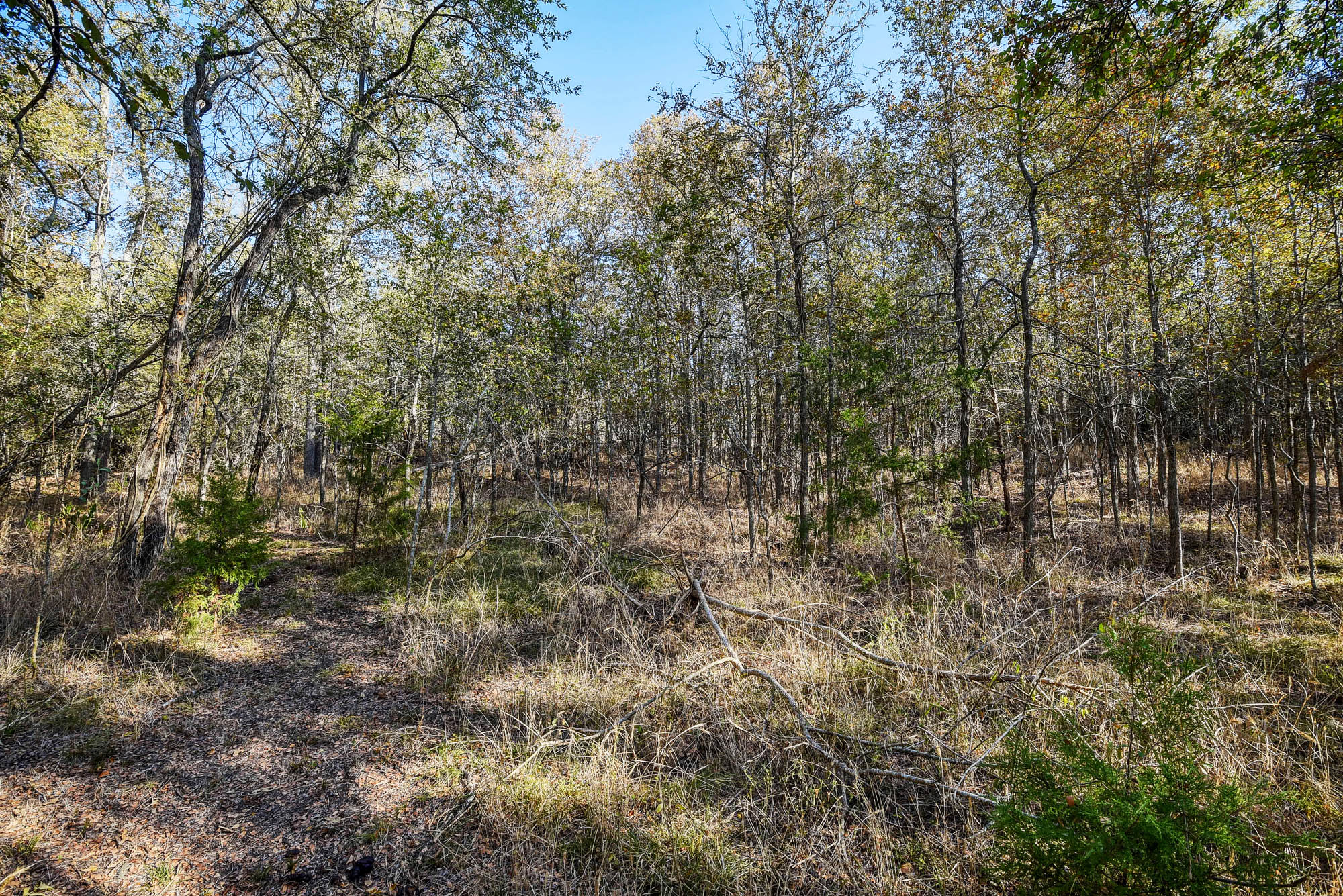 183 Clover Road Cedar Creek, TX 78612 - Photo 8 of 10