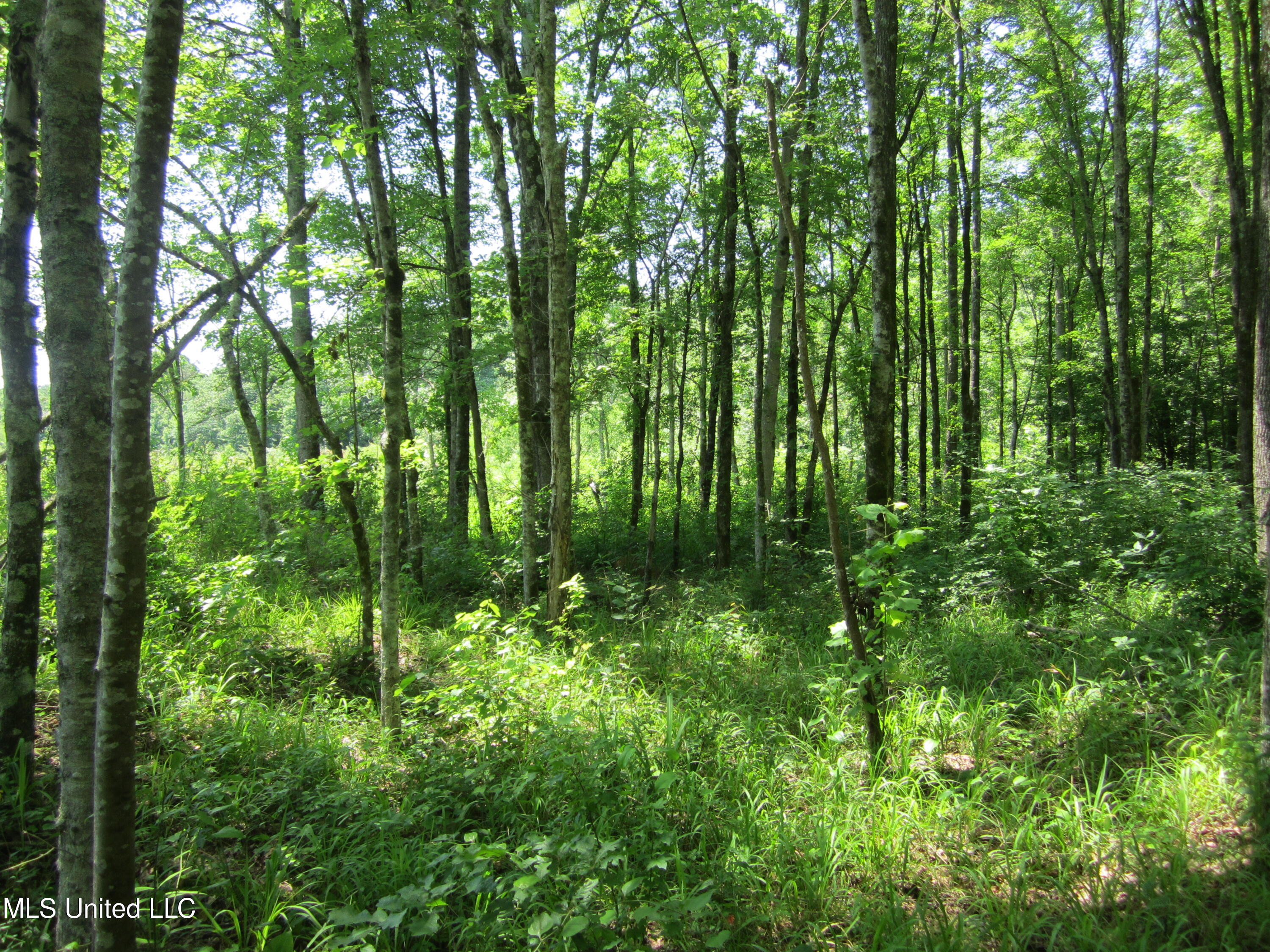 7 Co Road Hickory Flat, MS 38633 - Photo 14 of 20 IMG_7278