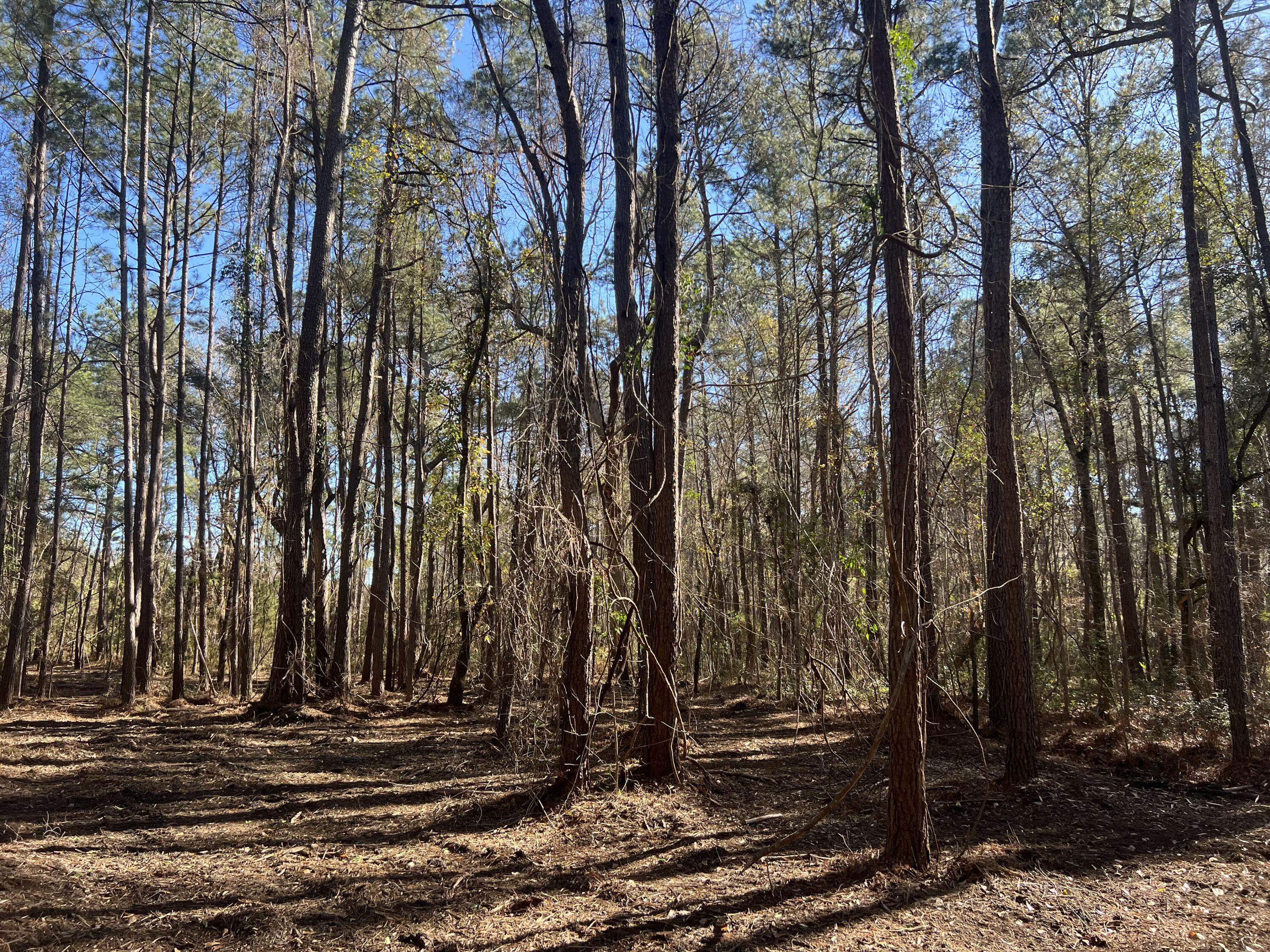 7463 North Highway 17 Awendaw, SC 29429 - Photo 11 of 13 IMG_3880