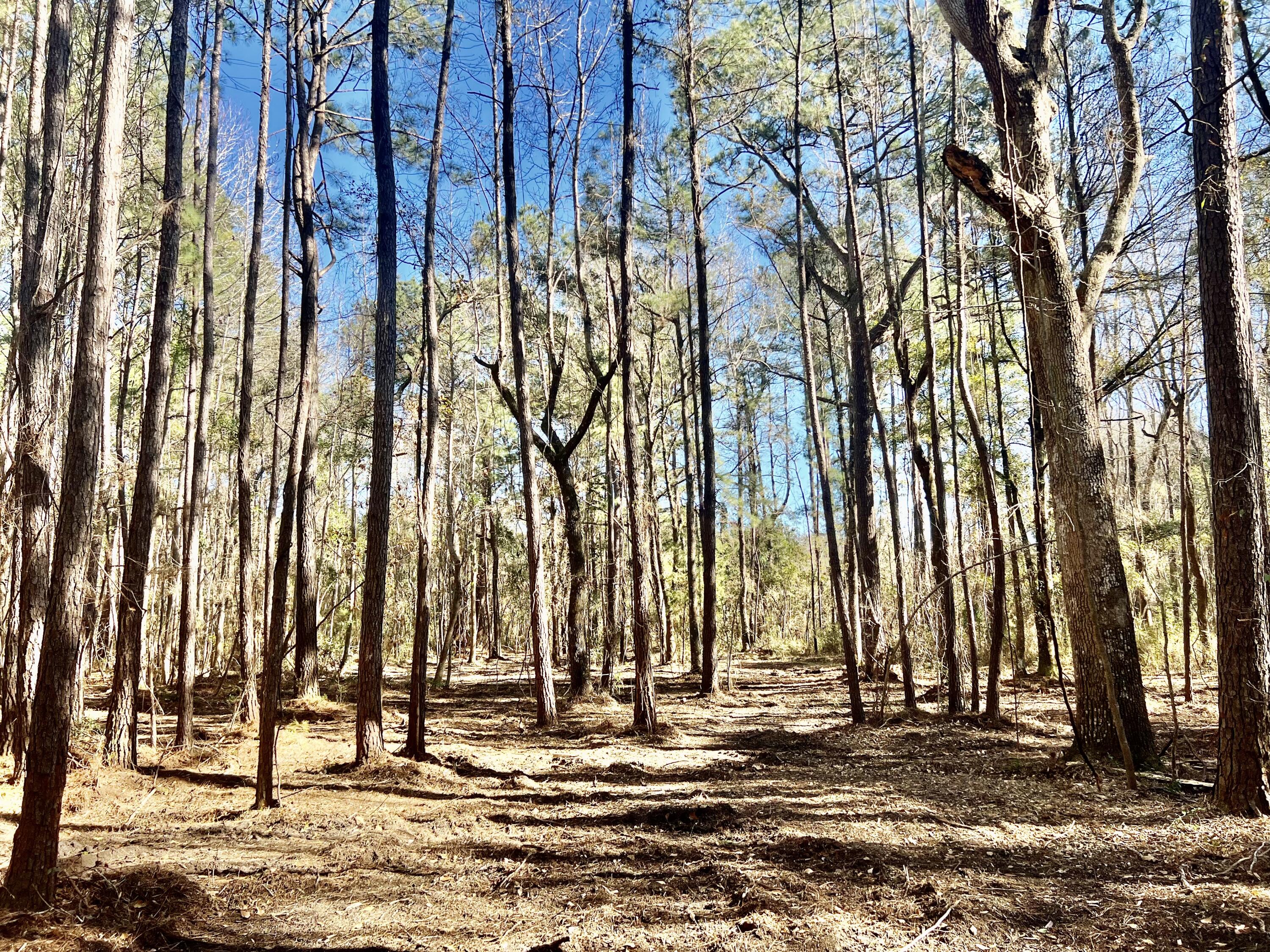 7463 North Highway 17 Awendaw, SC 29429 - Photo 2 of 13 IMG_3887