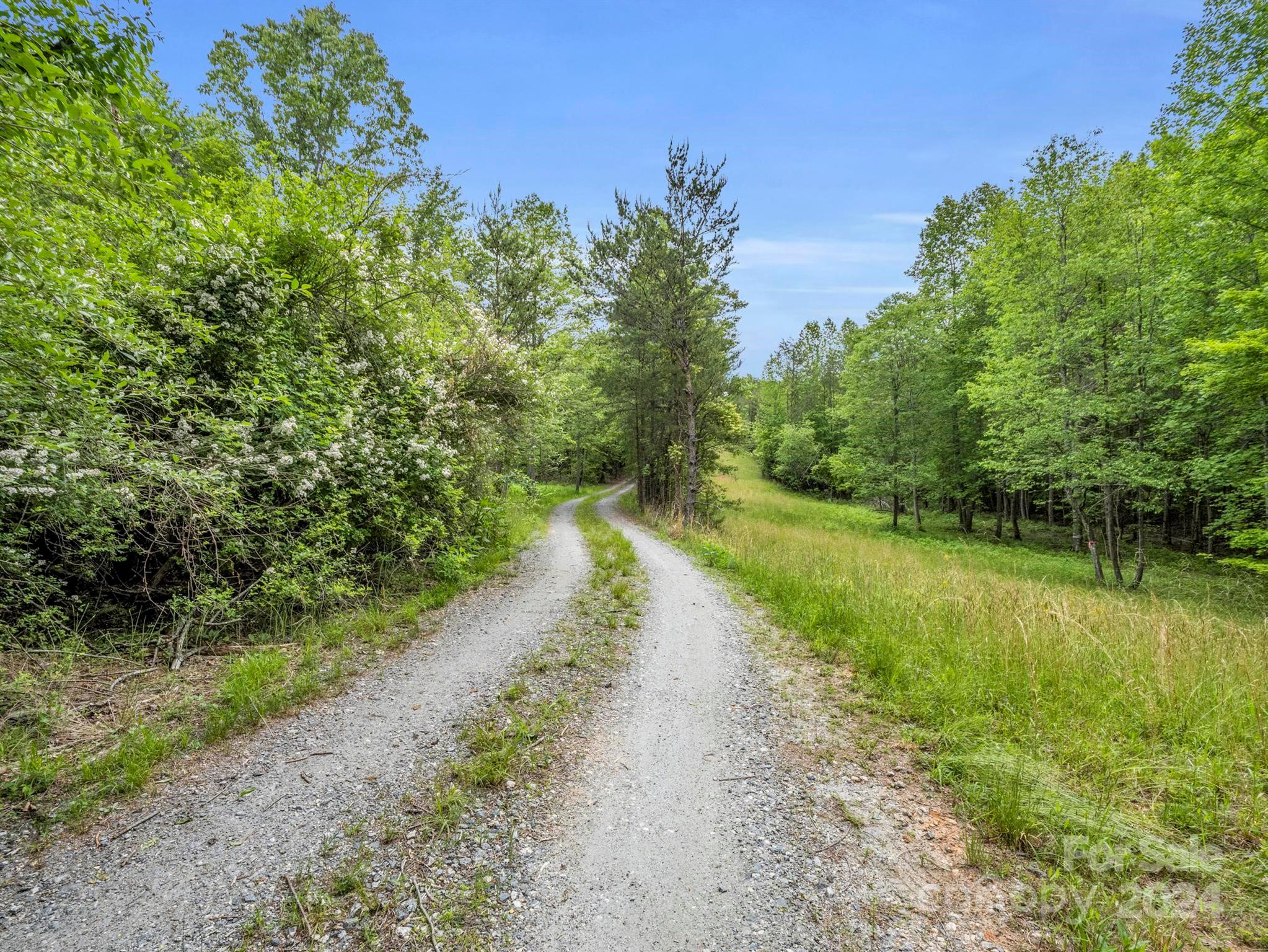 0 Henry Ruff Rd Mill Spring, Unit LOT 2 Mill Spring, NC 28756 - Photo 2 of 13 a view of a yard with plants and large trees