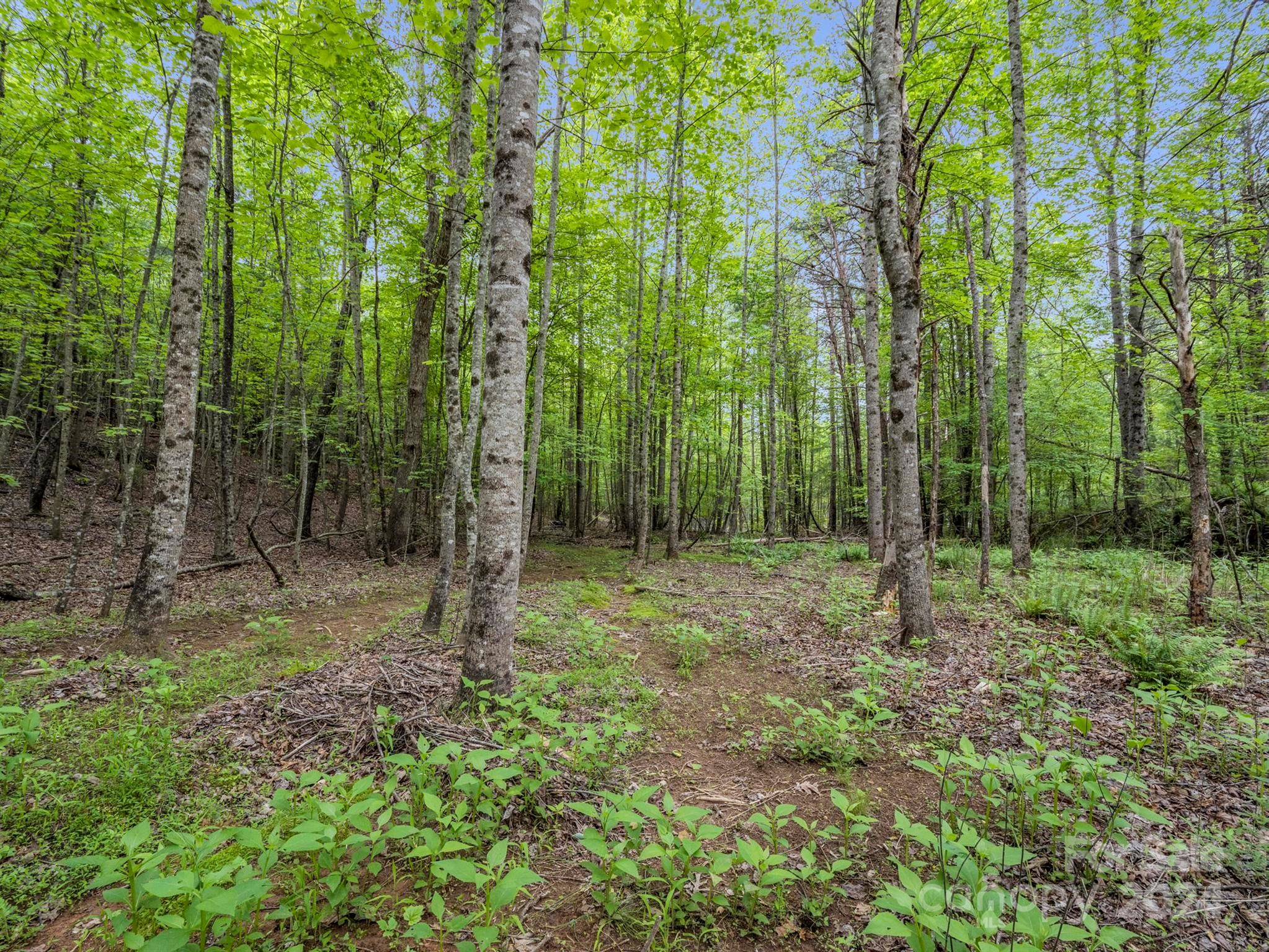 0 Henry Ruff Rd Mill Spring, Unit LOT 2 Mill Spring, NC 28756 - Photo 5 of 13 a view of outdoor space and green space