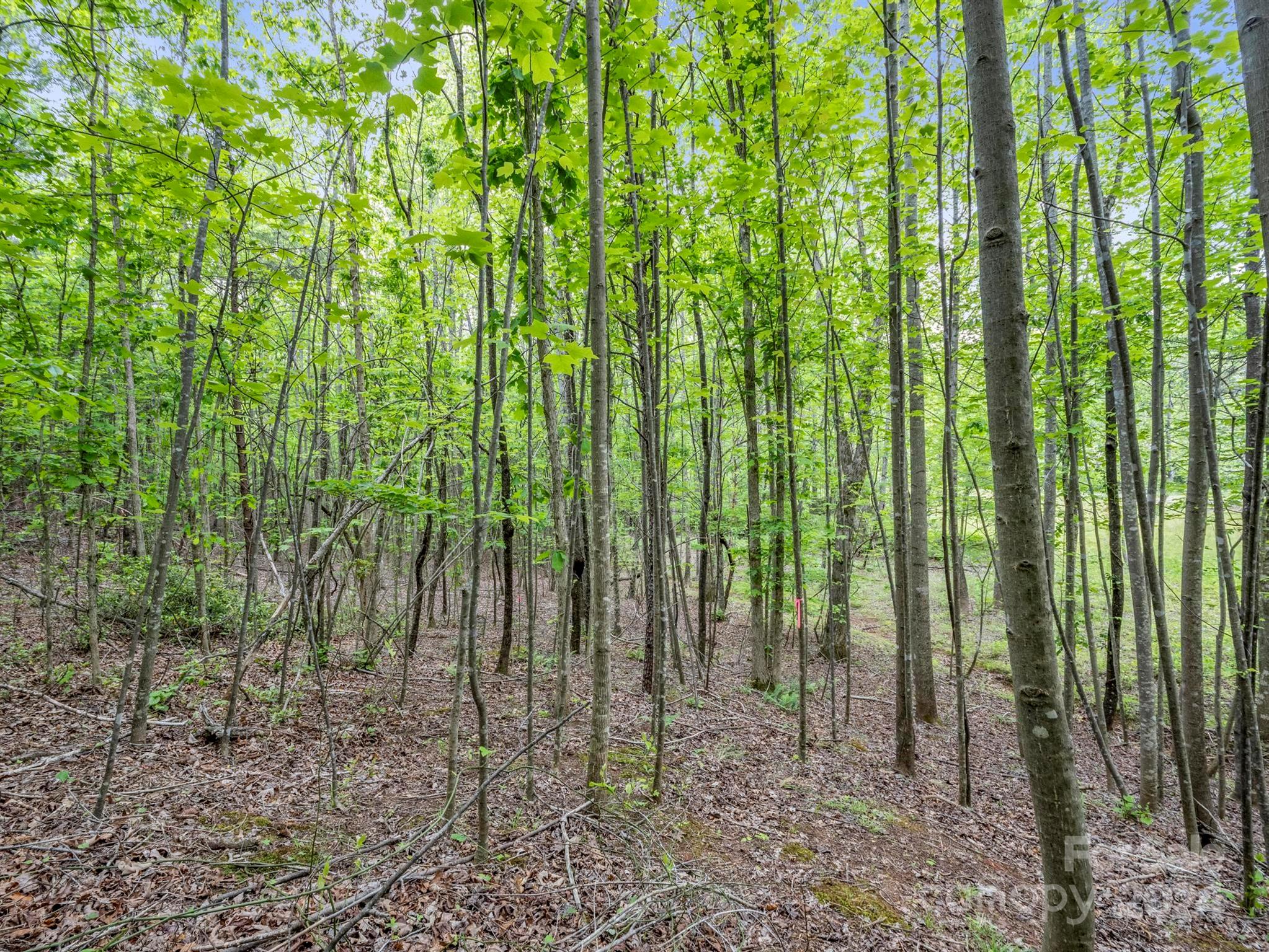 0 Henry Ruff Rd Mill Spring, Unit LOT 2 Mill Spring, NC 28756 - Photo 7 of 13 a view of a yard with lots of trees