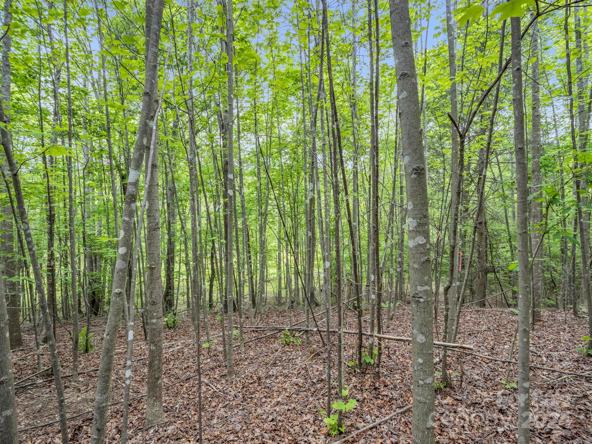 0 Henry Ruff Rd Mill Spring, Unit LOT 2 Mill Spring, NC 28756 - Photo 8 of 13