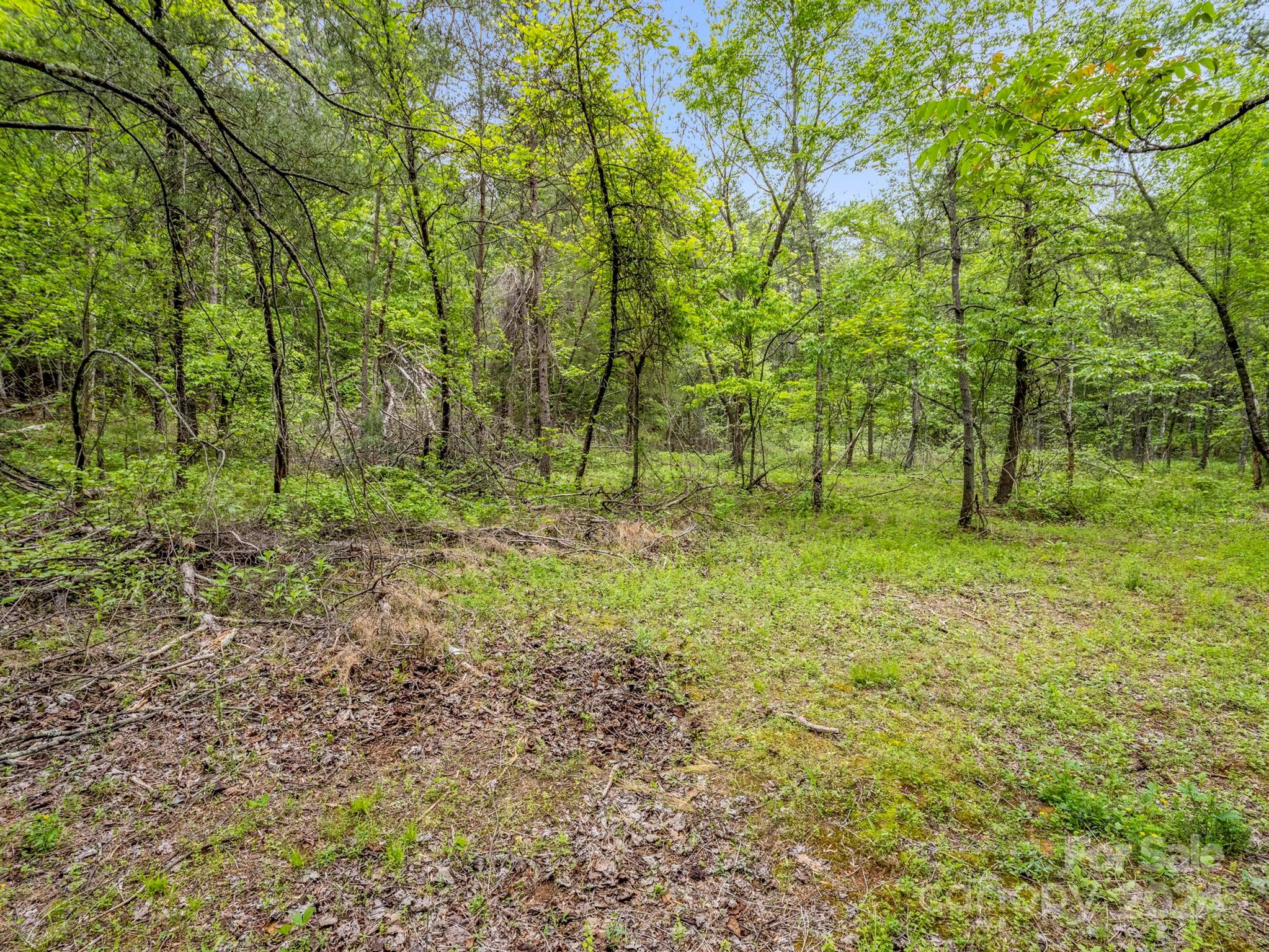 0 Henry Ruff Rd Mill Spring, Unit LOT 2 Mill Spring, NC 28756 - Photo 9 of 13 a big yard with lots of green space and deers