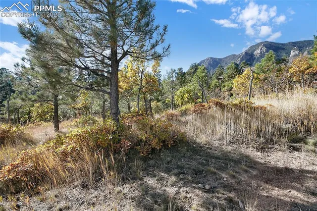 a view of a tree in a yard