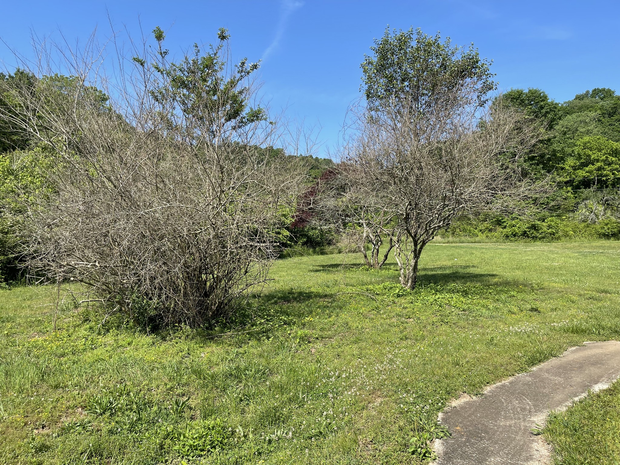 232 Old Walls Road Pulaski, TN 38478 - Photo 14 of 22 a view of outdoor space and yard
