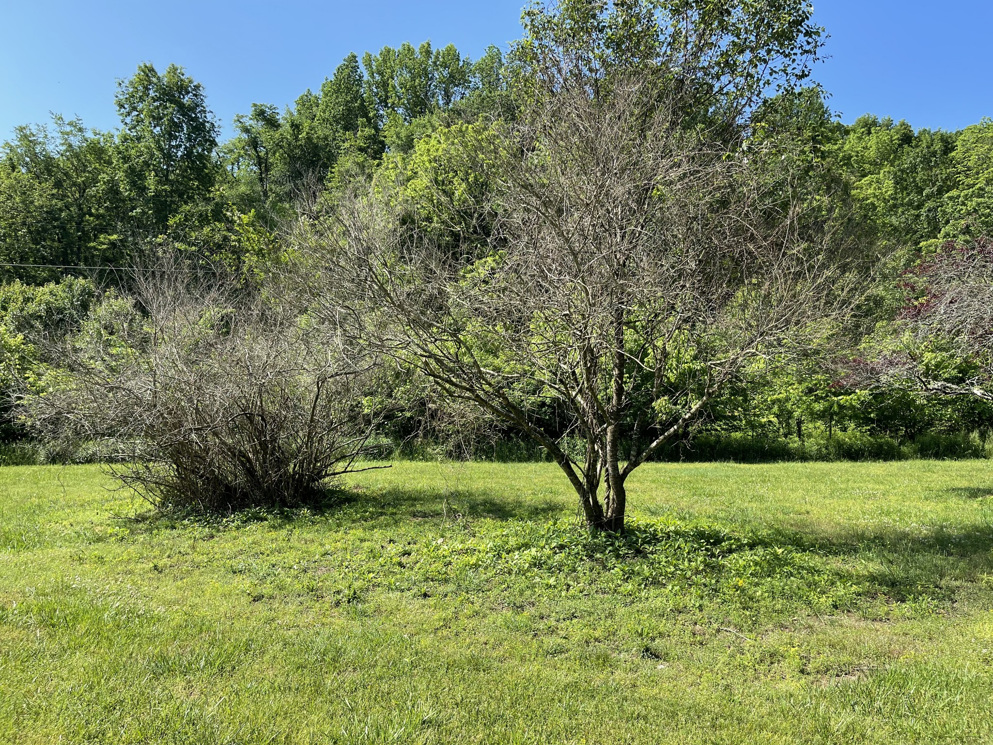 232 Old Walls Road Pulaski, TN 38478 - Photo 16 of 22 a view of outdoor space and yard