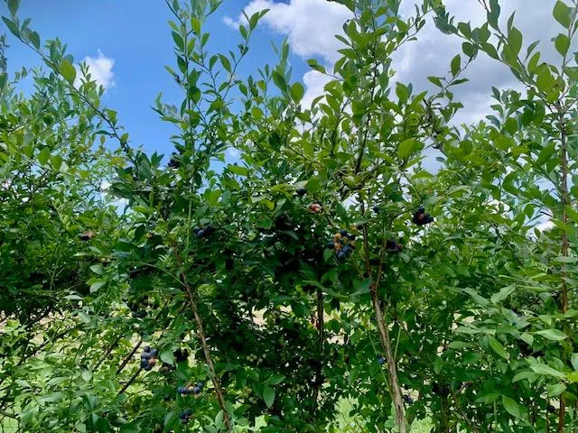 $599,000 | 506 Quentin Road Southeast, McCall Creek, MS 39647