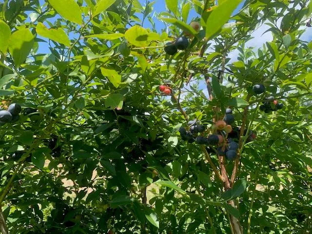 $599,000 | 506 Quentin Road Southeast, McCall Creek, MS 39647