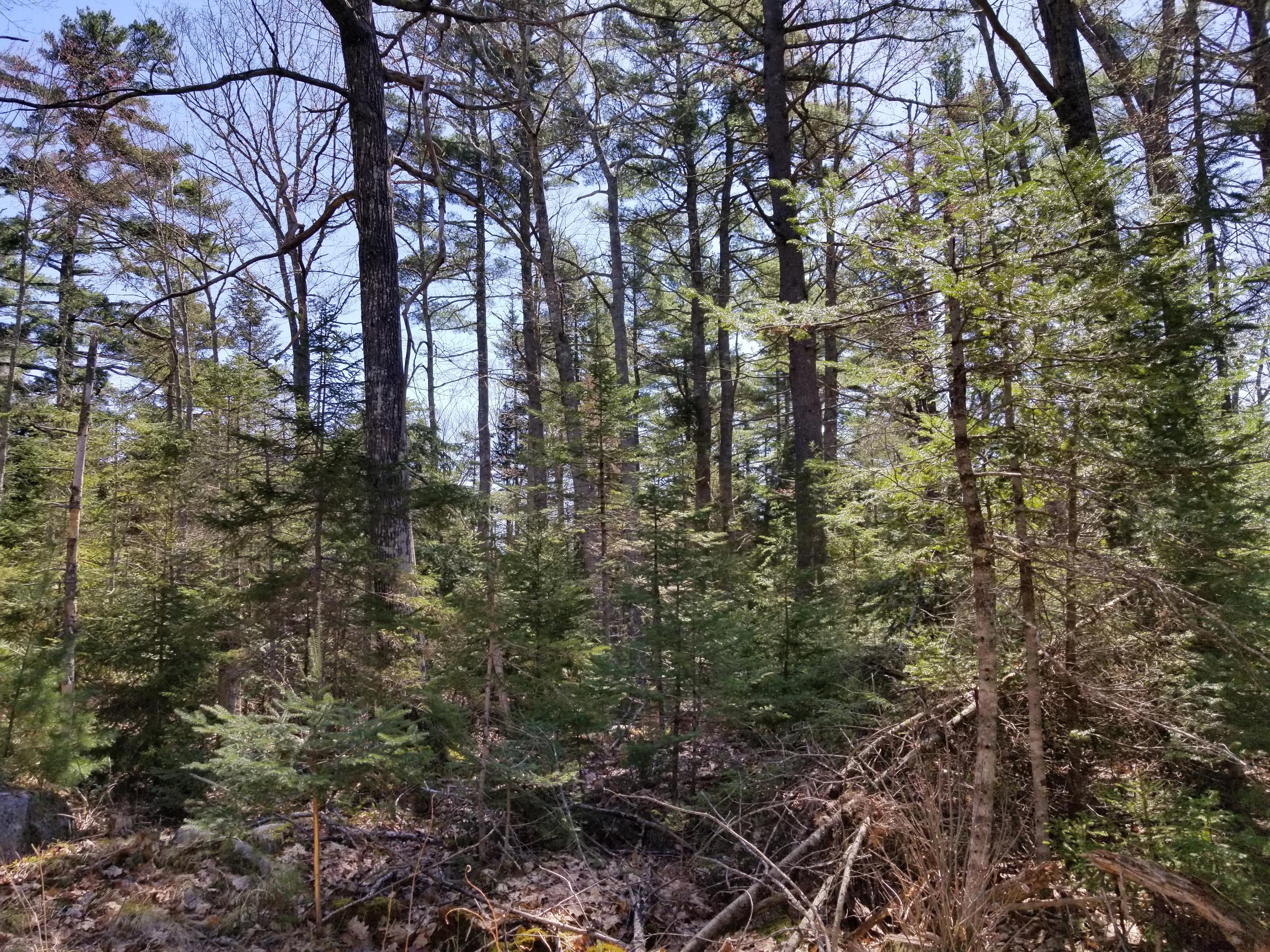 160 Southern Bay Road Penobscot, ME 04476 - Photo 16 of 62 16 Woodlot