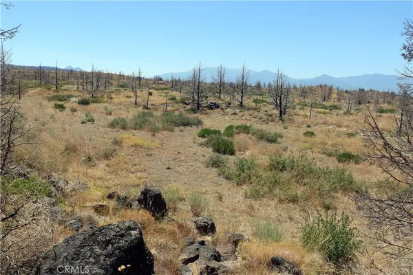 a view of a yard with trees in the background