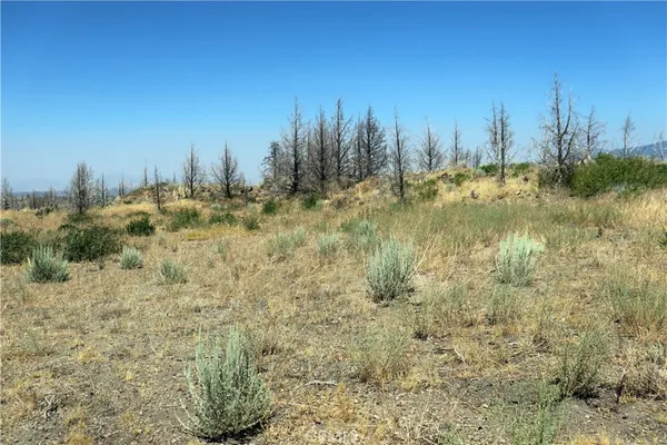 a view of a yard with trees in the background